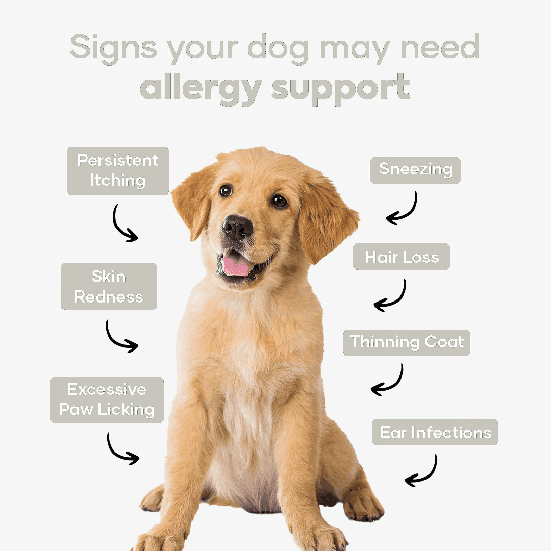 Dog allergy support infographic